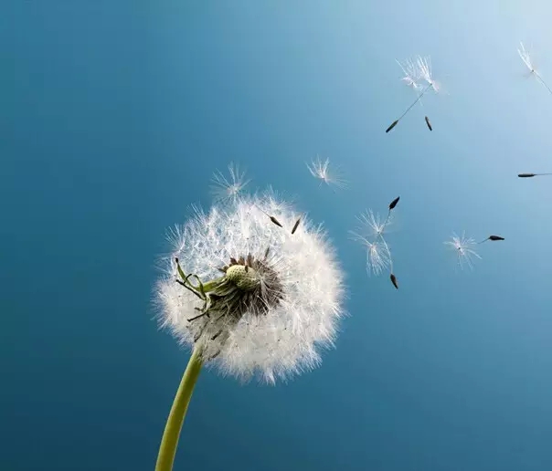 情定月牙岛之花语篇 · 《蒲公英花语》