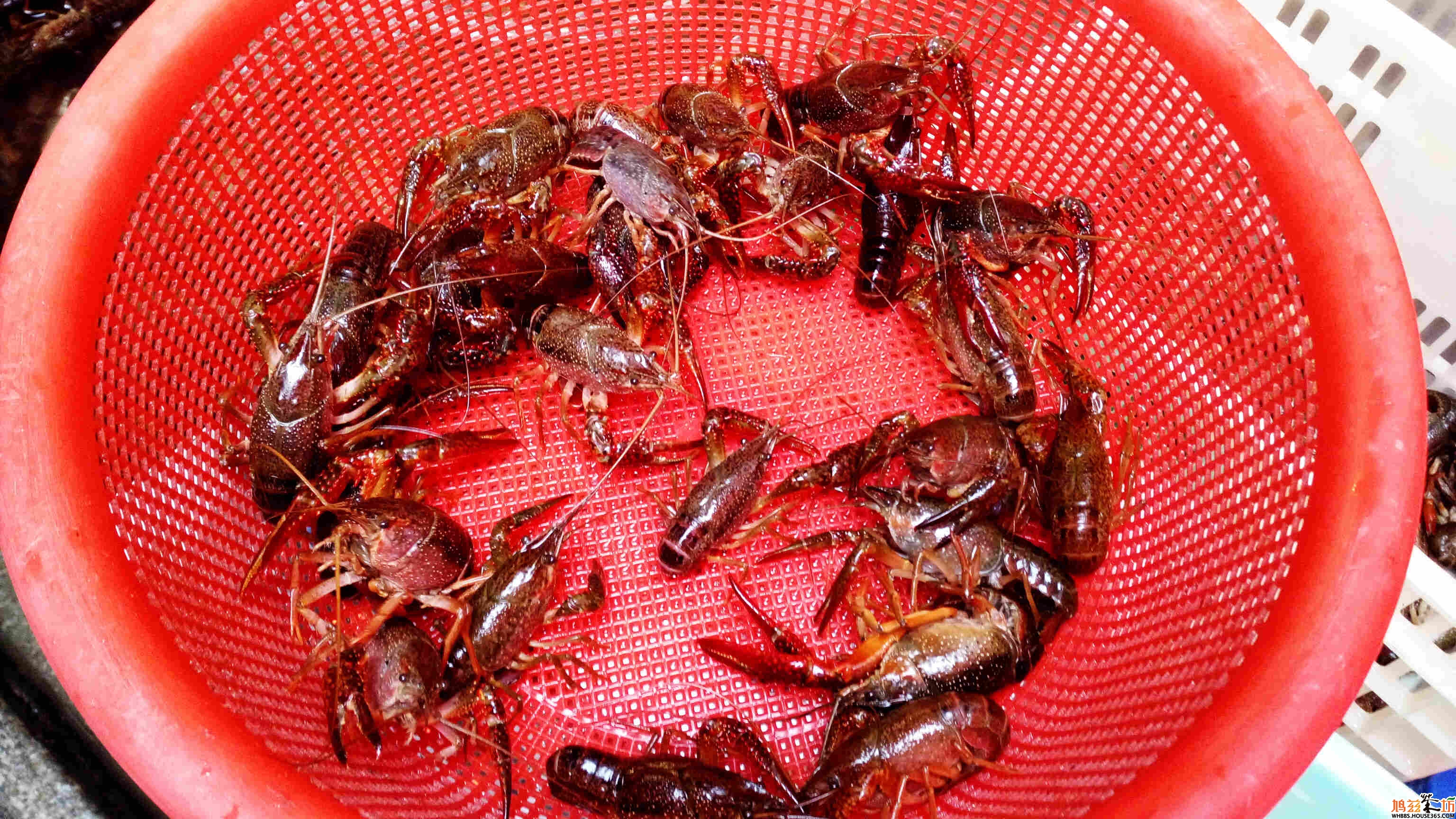 最好的龙虾都被挑选供食客享用,死的瘪的都扔在旁边报废处理.